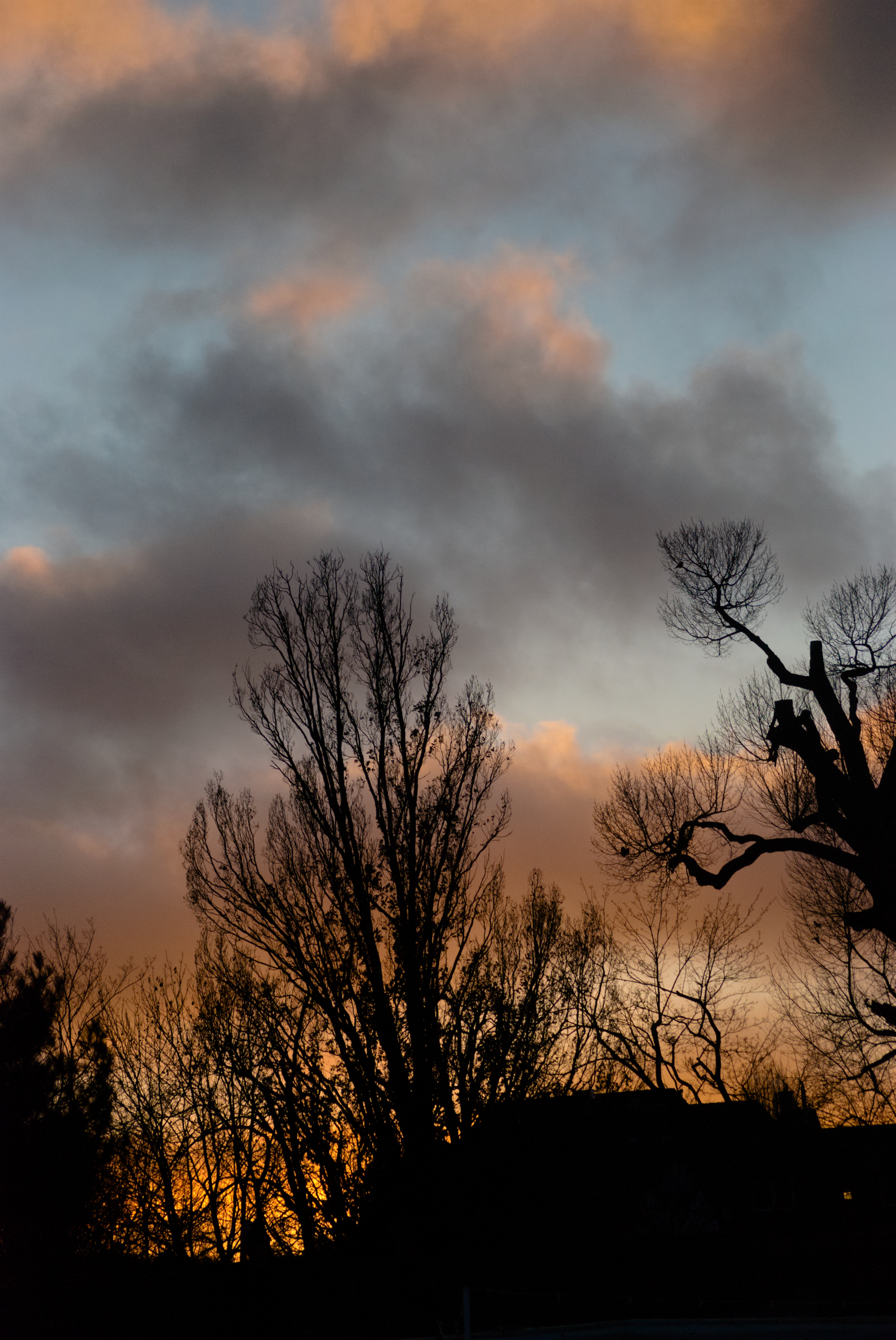 the same kind of scene, with a more vivid orange sky towards the bottom, and taller, less dense trees and without birds.