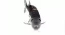 justafish