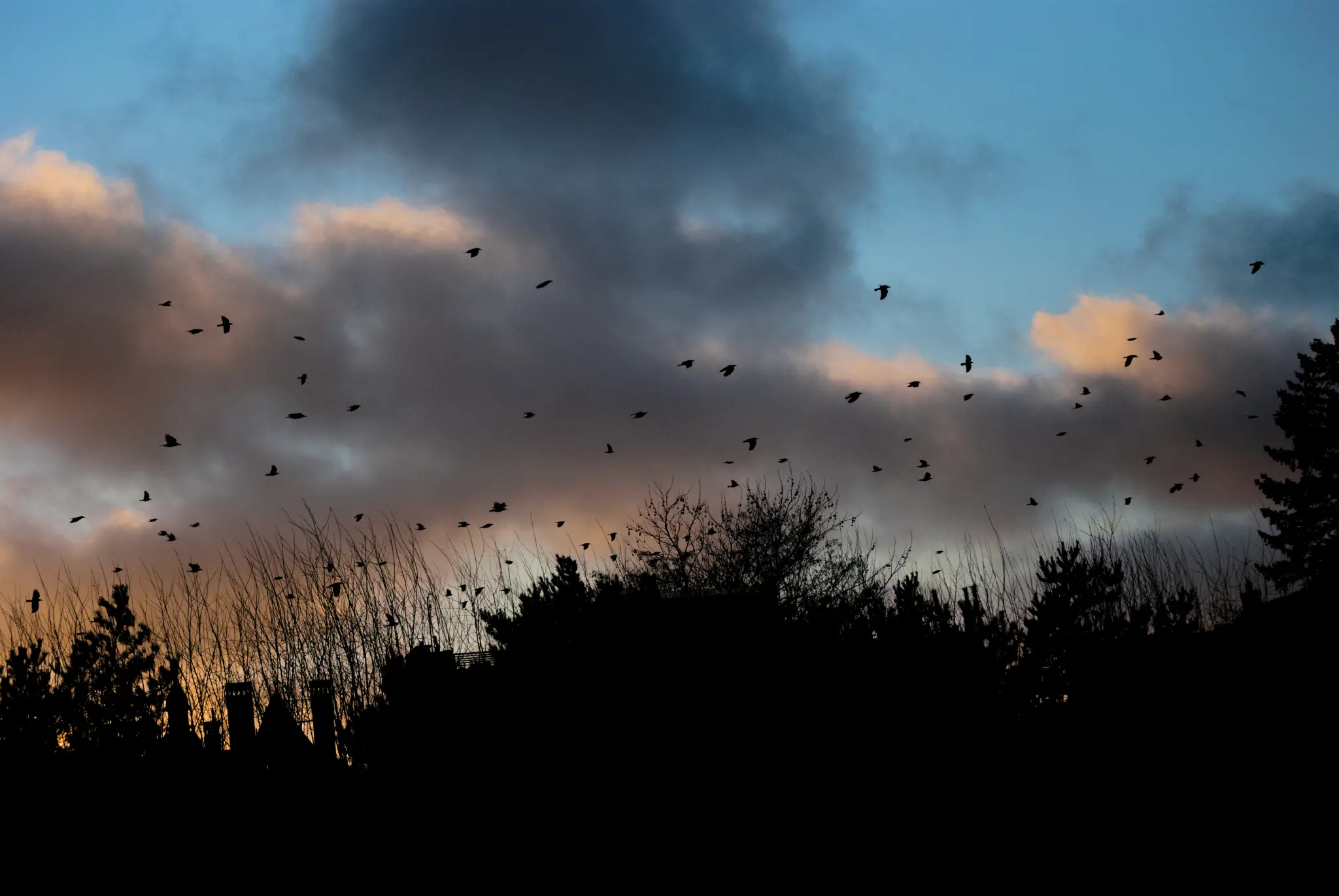 yet another photo of the same kind of scene, with some chimneys clearly visible in the dark foreground and yet another flock of birds soaring above..the sky is much more blue in this shot.