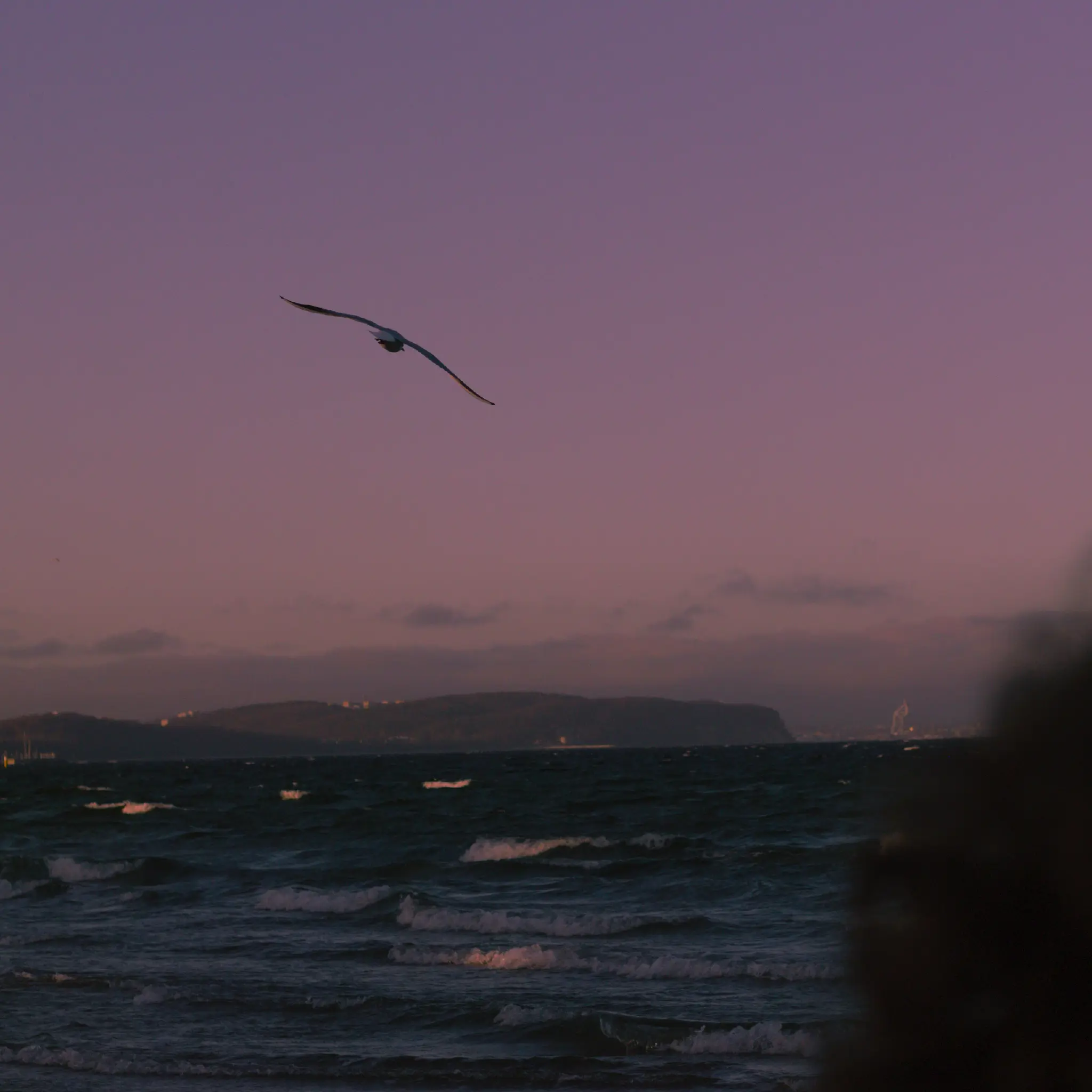 a seagull flying above the sea, with a harbor, cliffs and hills in the background, with a wall of clouds even further behind them. the sky above them is a nice pink to purple gradient.
some blurry brown curly hair is visible in the bottom right corner.