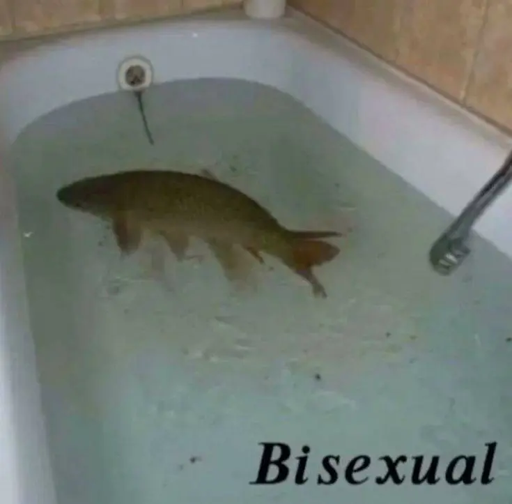 a fish in a bathtub, titled “bisexual” in black text with some very odd kerning