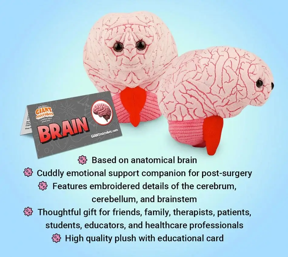 a picture of a brain plushie, with the following text under it:

- Based on anatomical brain
- Cuddly emotional support companion for post-surgery
- Features embroidered details of the cerebrum, cerebellum, and brainstem
- Thoughtful gift for friends, family, therapists, patients, students, educators, and healthcare professionals
- High quality plush with educational card