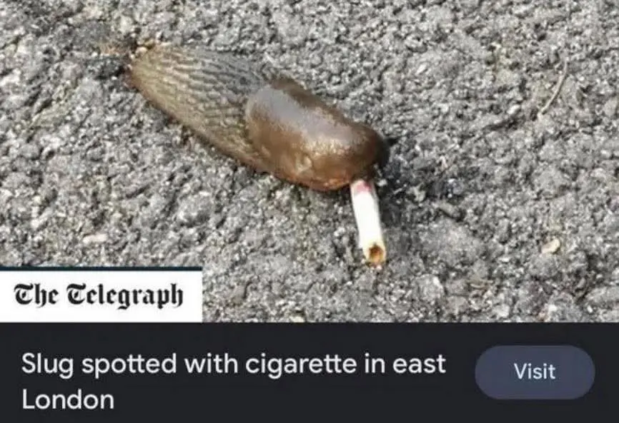 the telegraph: slug spotted with cigarette in east london
[photo of a slug with a cigarette right under its tentacles]