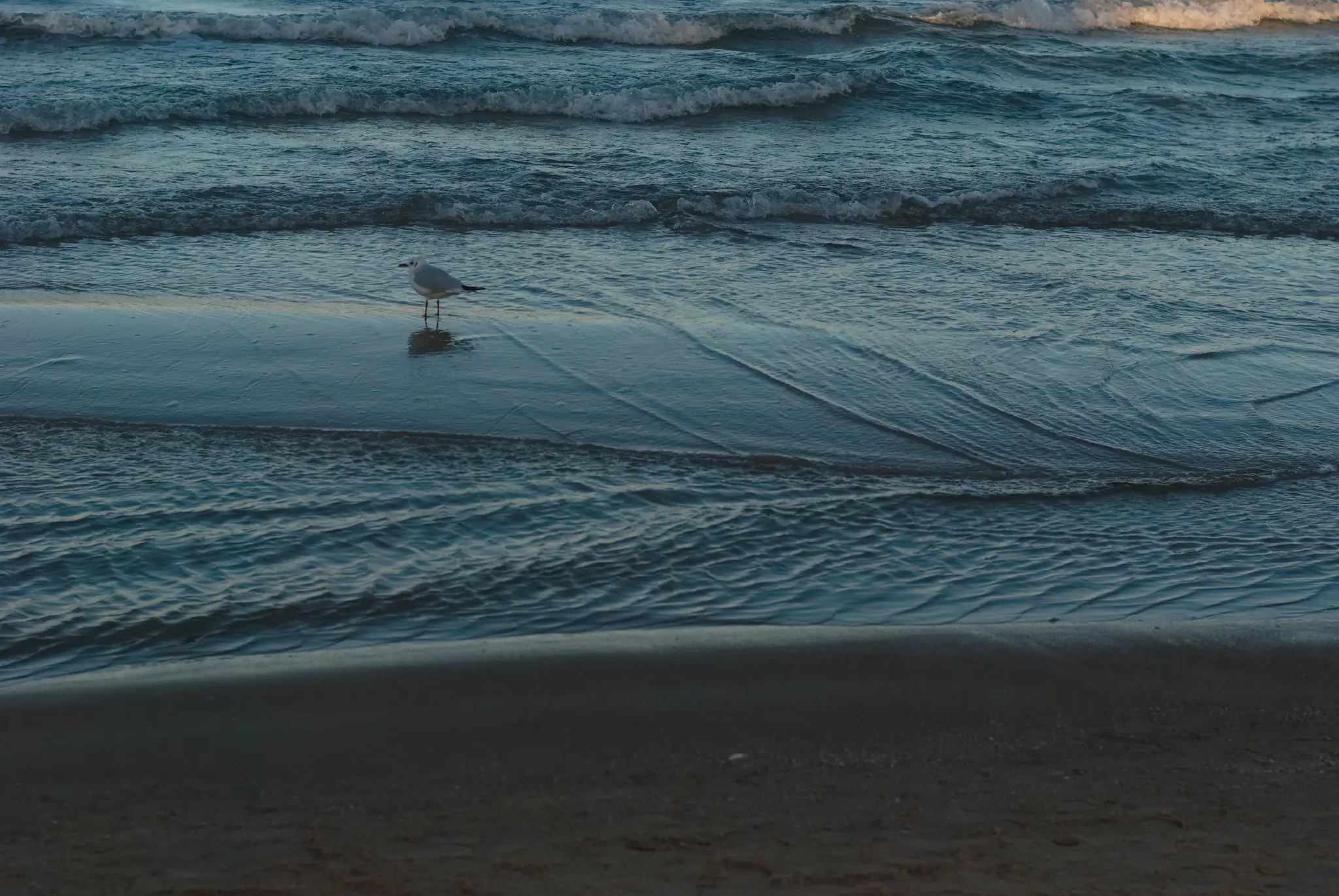 a seagull standing in the very shallow water at the beach next to the ocean. it is looking to the left. the waves are very calm next to the beach, and significantly rougher a few meters out.