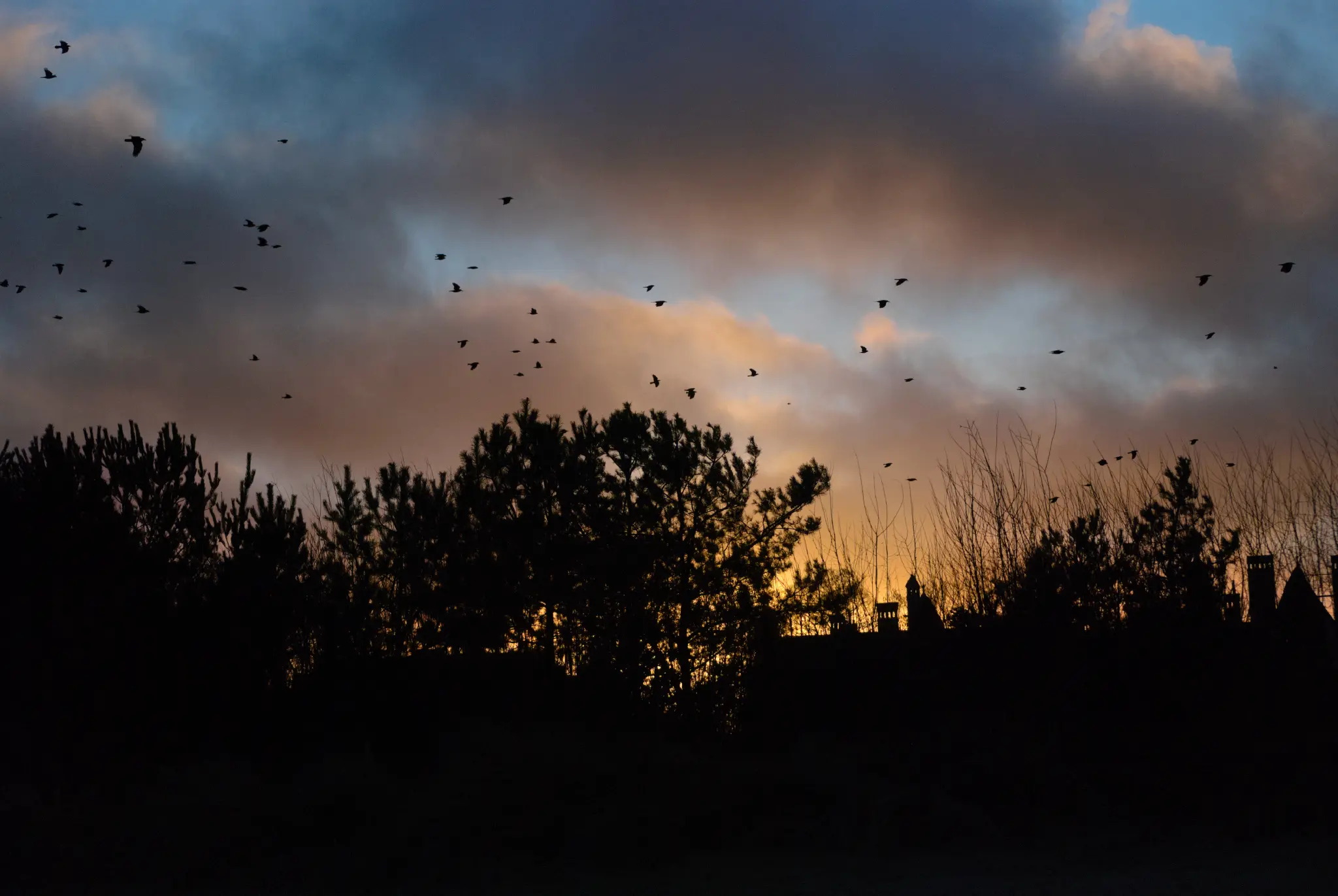 photo of a silhouette of a forest and some buildings in front of a winter sunset. the sun is illuminating the horizon in a soft golden glow. a flock of birds is flying past.