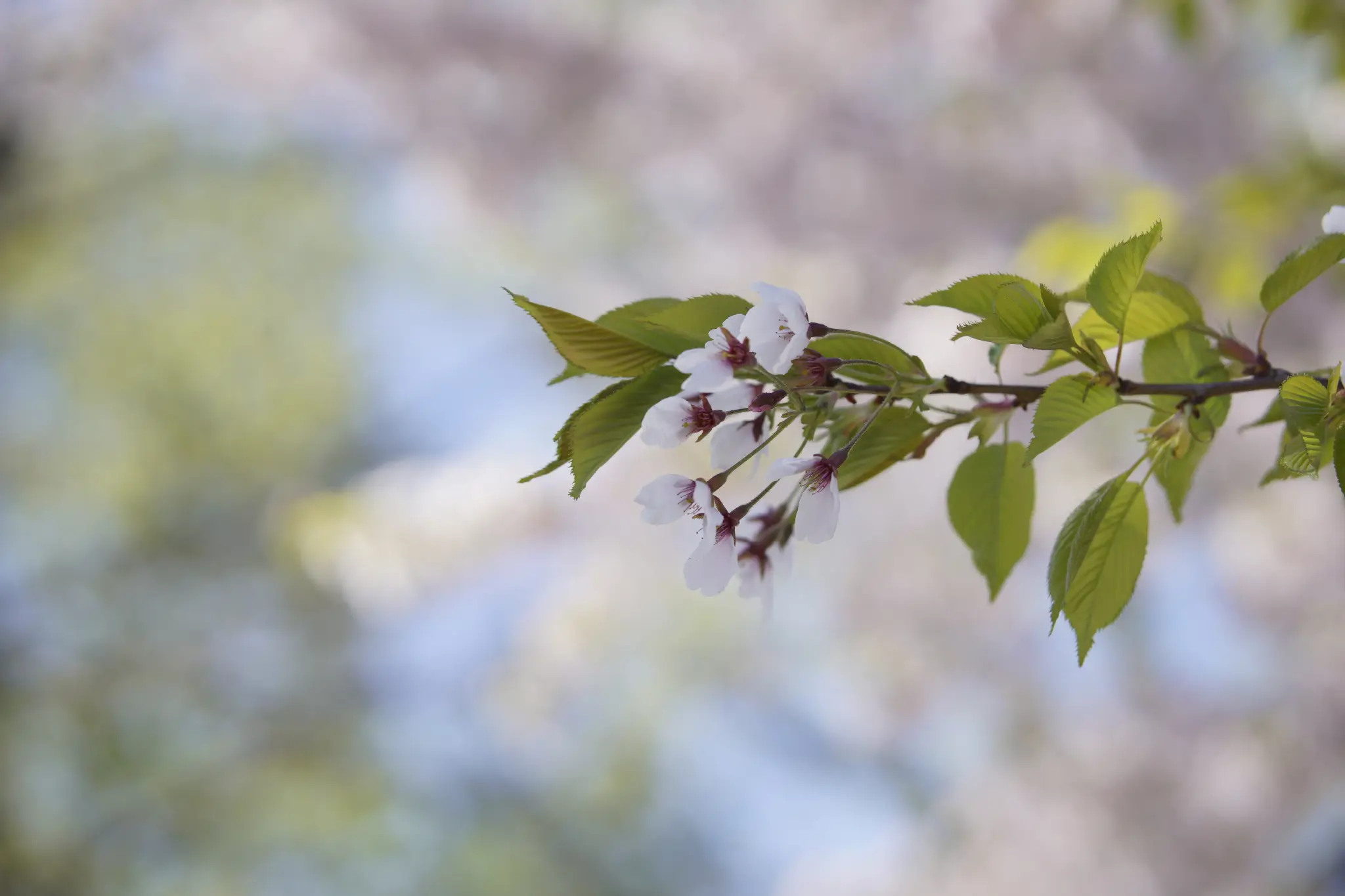 A cherry branch with a few flowers and leaves, more of the tree is visible in very blurry bokeh