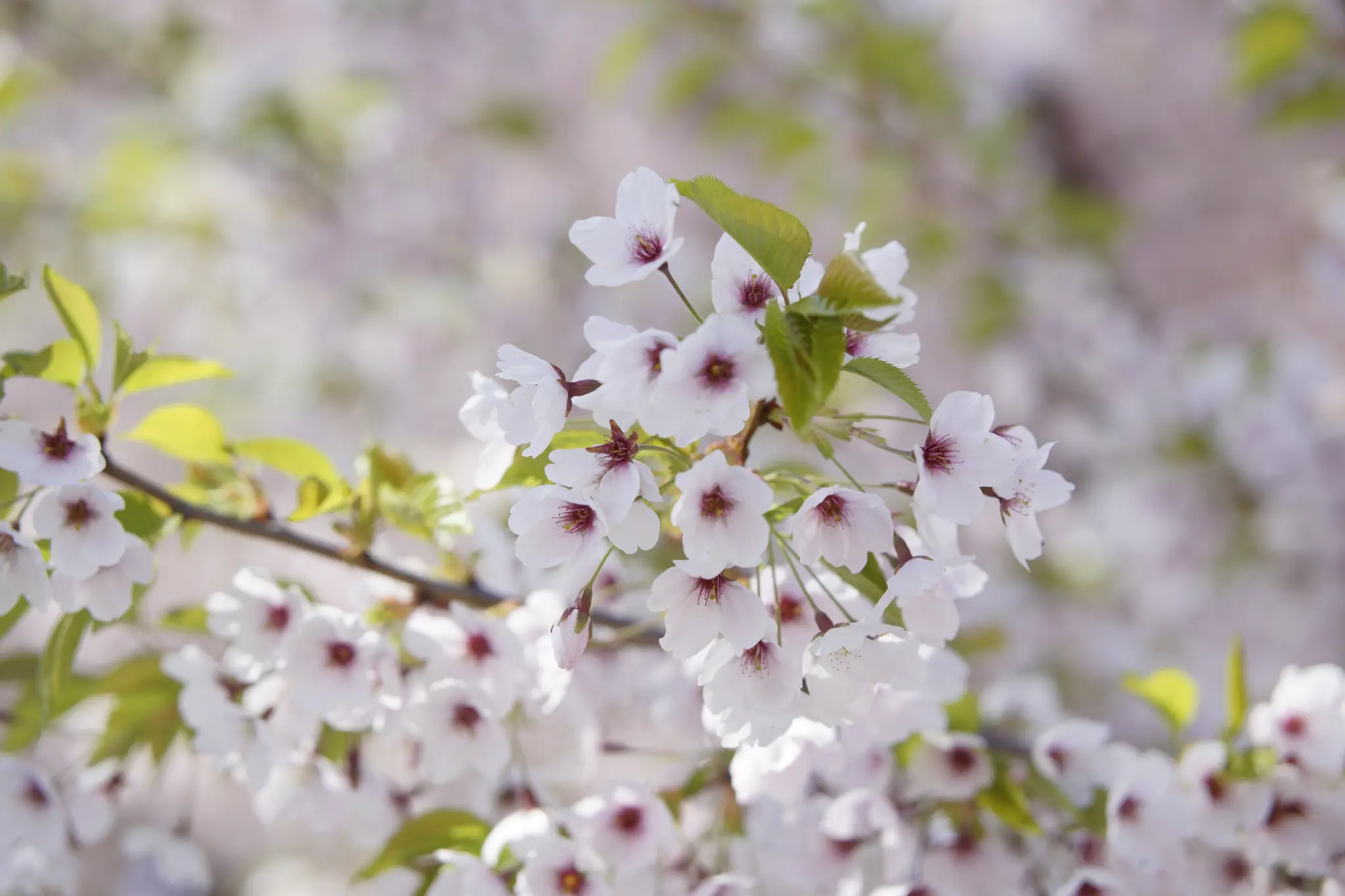 more cherry blossoms!