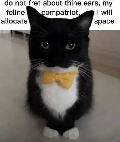 do not fret about thine ears, my feline compatriot,
I will allocate space